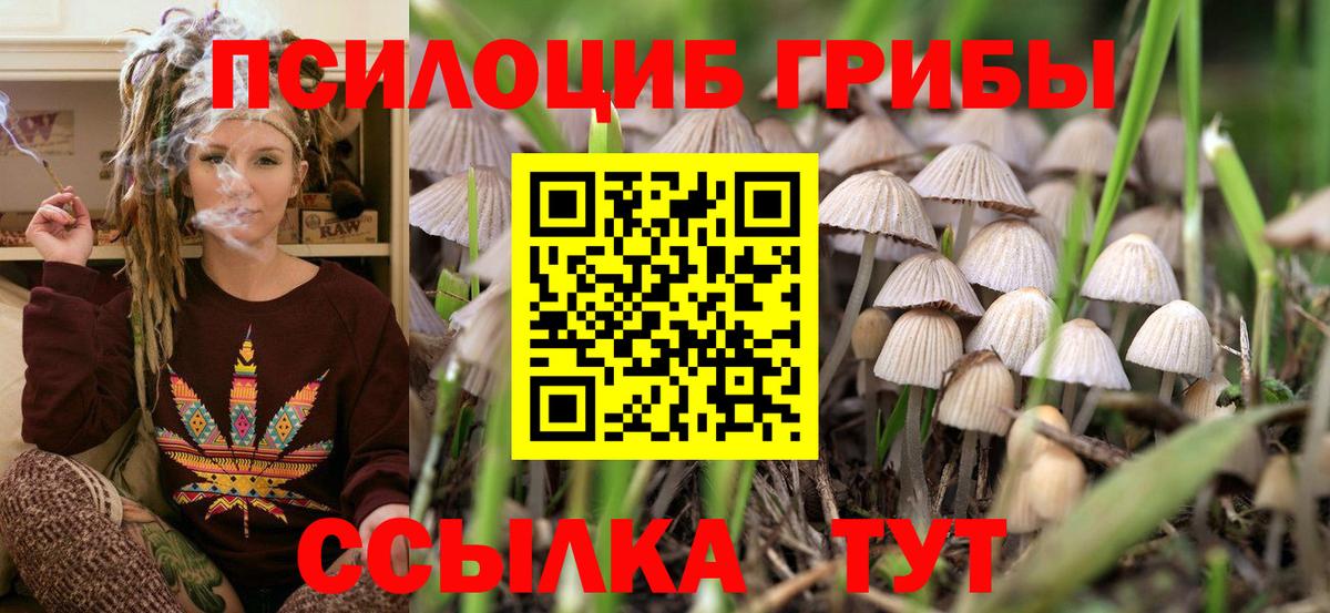 Галлюциногенные грибы Cubensis  где купить наркоту  Ростов-на-Дону  Вход с VPN 